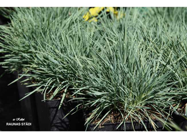 Festuca glauca   'Azurit'